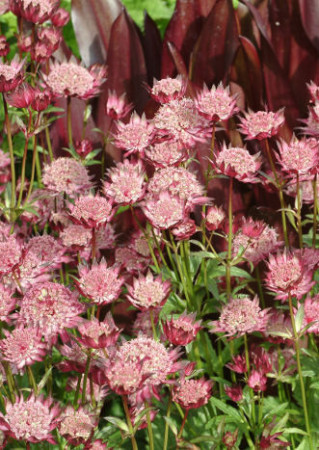 Jarzmianka 'Ruby Cloud' Astrantia
