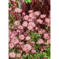 Jarzmianka 'Ruby Cloud' Astrantia