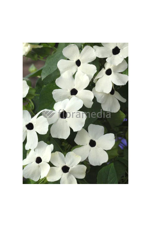 Tunbergia biała | Thunbergia