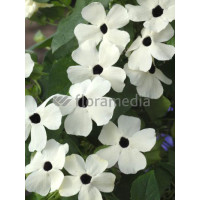 Tunbergia biała | Thunbergia