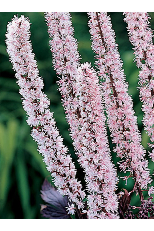 Świecznica prosta 'Pink Spike' | Actaea simplex