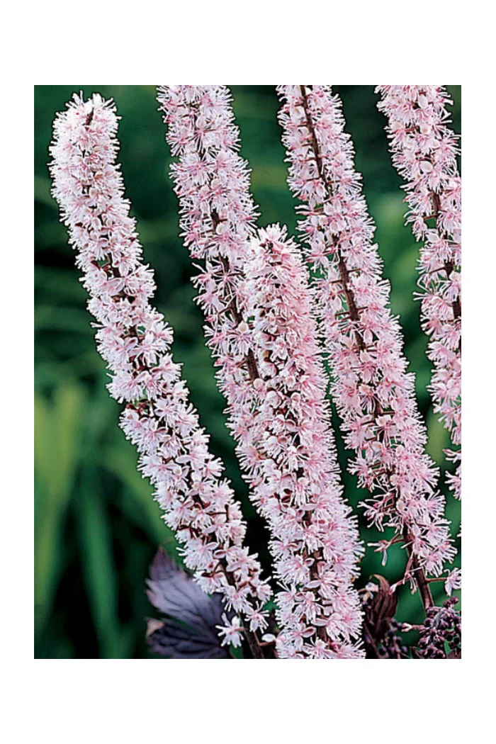 Świecznica prosta 'Pink Spike' | Actaea simplex