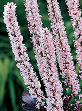 Świecznica prosta 'Pink Spike' | Actaea simplex