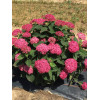 Hortensja drzewiasta 'Ruby Anabelle' | Hydrangea arborescens