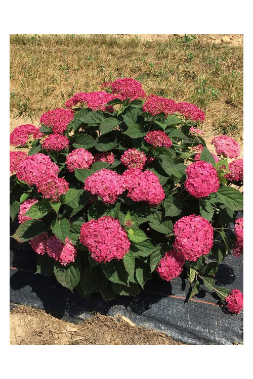 Hortensja drzewiasta 'Ruby Anabelle' | Hydrangea arborescens