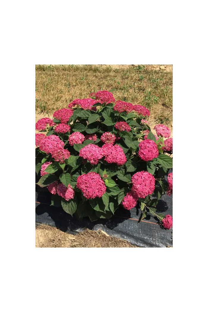 Hortensja drzewiasta 'Ruby Anabelle' | Hydrangea arborescens