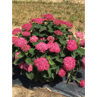 Hortensja drzewiasta 'Ruby Anabelle' | Hydrangea arborescens