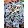 Żurawka 'Rose Quartz' | Heuchera