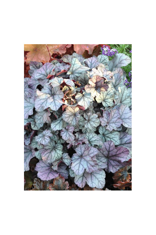 Żurawka 'Rose Quartz' | Heuchera