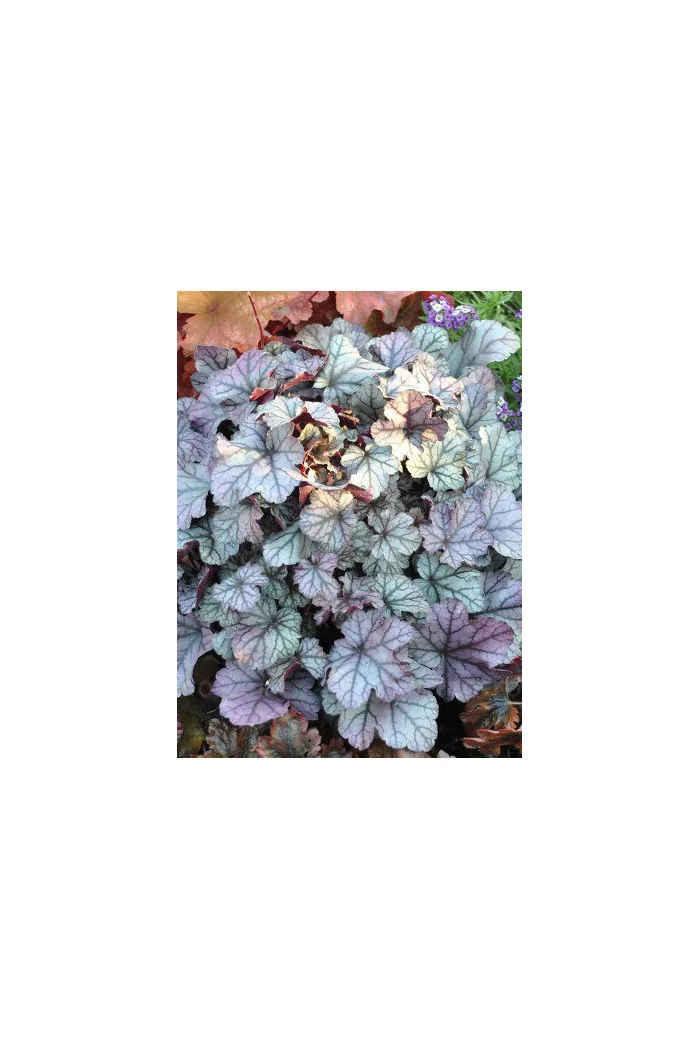 Żurawka 'Rose Quartz' | Heuchera