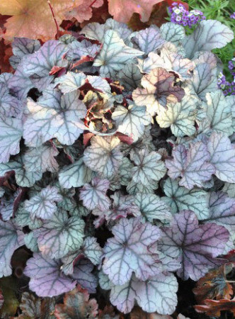 Żurawka 'Rose Quartz' | Heuchera