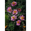 Zawilec japoński 'Rosenschalle' Anemone japonica