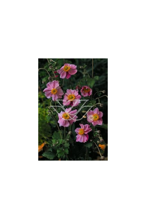 Zawilec japoński 'Rosenschalle' Anemone japonica