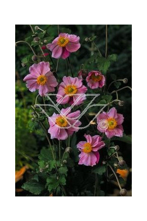 Zawilec japoński 'Rosenschalle' Anemone japonica