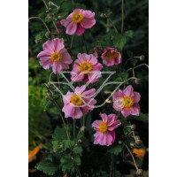 Zawilec japoński 'Rosenschalle' Anemone japonica