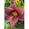 Liliowiec 'Starling' | Hemerocallis