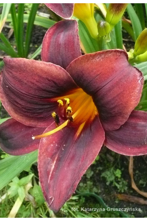 Liliowiec 'Starling' | Hemerocallis