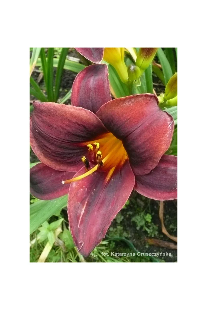 Liliowiec 'Starling' | Hemerocallis