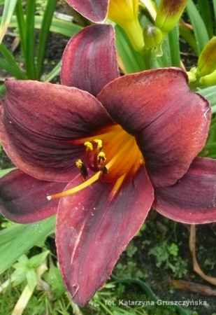 Liliowiec 'Starling' | Hemerocallis