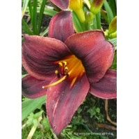 Liliowiec 'Starling' | Hemerocallis