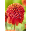 Jeżówka 'HOT PAPAYA' | Echinacea