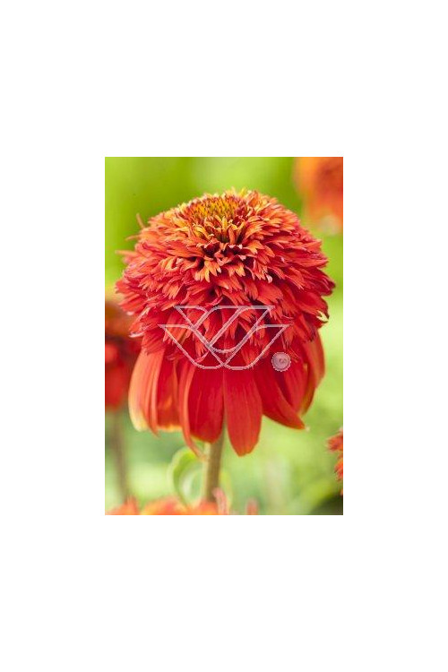 Jeżówka 'HOT PAPAYA' | Echinacea