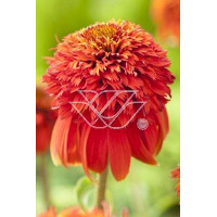 Jeżówka 'HOT PAPAYA' | Echinacea