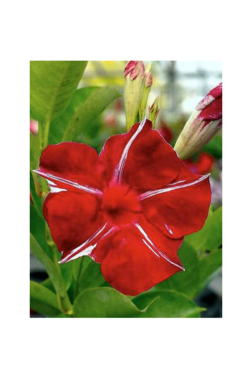 Sundaville 'Red Star' | Sundaville