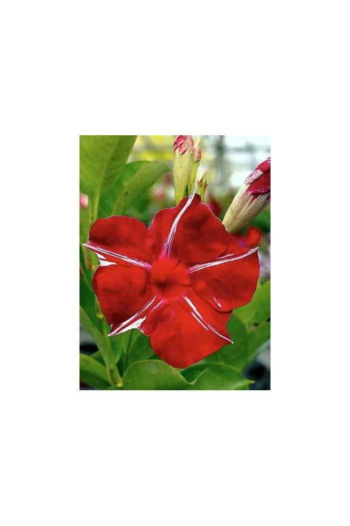 Sundaville 'Red Star' | Sundaville