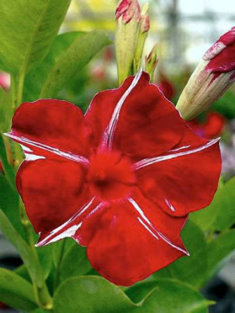 Sundaville 'Red Star' | Sundaville