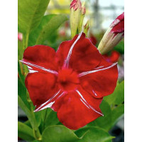 Sundaville 'Red Star' | Sundaville