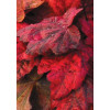 Żurawka 'Autumn Leaves' Heuchera
