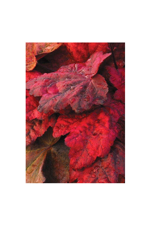 Żurawka 'Autumn Leaves' Heuchera