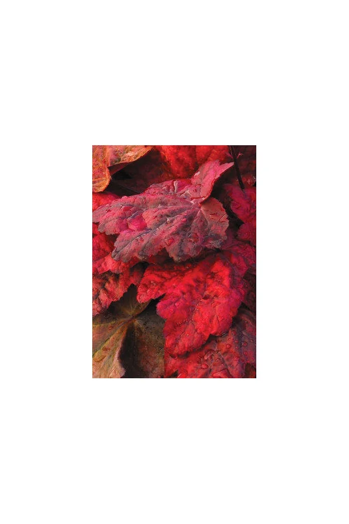 Żurawka 'Autumn Leaves' Heuchera