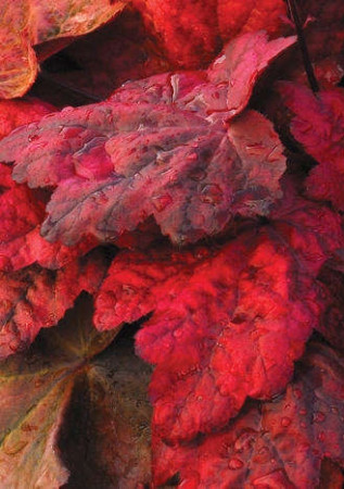 Żurawka 'Autumn Leaves' Heuchera