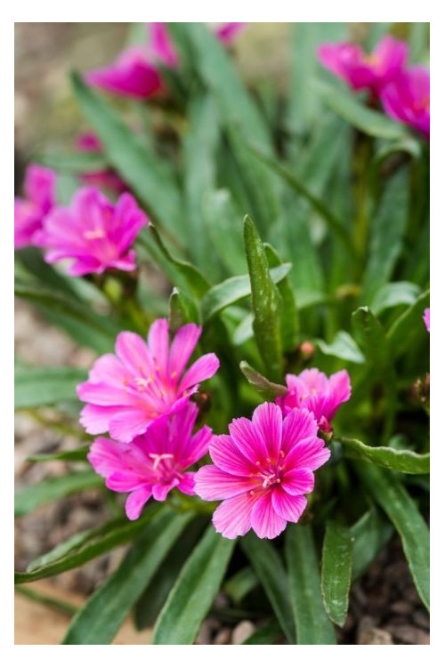 Lewizja długopłatkowa 'Little Raspberry' | Lewisia longipetala