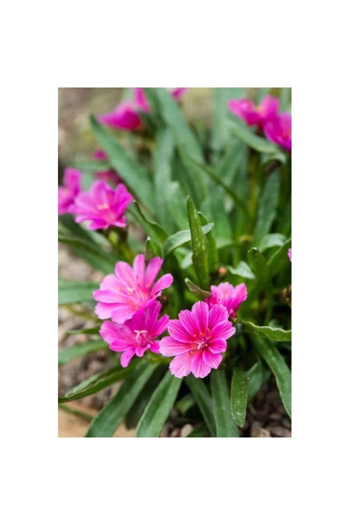 Lewizja długopłatkowa 'Little Raspberry' | Lewisia longipetala