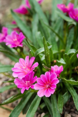 Lewizja długopłatkowa 'Little Raspberry' | Lewisia longipetala
