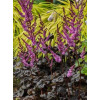 Tawułka arendsa 'Darkside of the Moon' | Astilbe arendsii