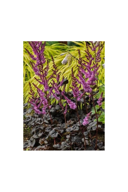 Tawułka arendsa 'Darkside of the Moon' | Astilbe arendsii
