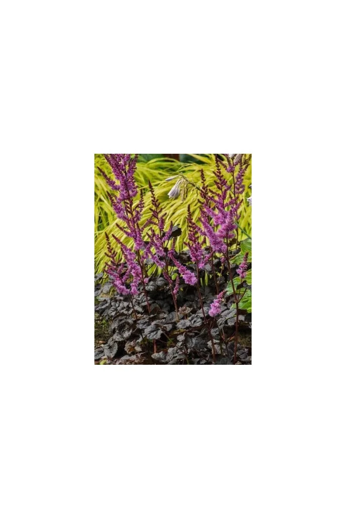 Tawułka arendsa 'Darkside of the Moon' | Astilbe arendsii