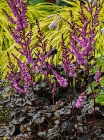 Tawułka arendsa 'Darkside of the Moon' | Astilbe arendsii