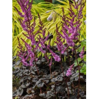 Tawułka arendsa 'Darkside of the Moon' | Astilbe arendsii