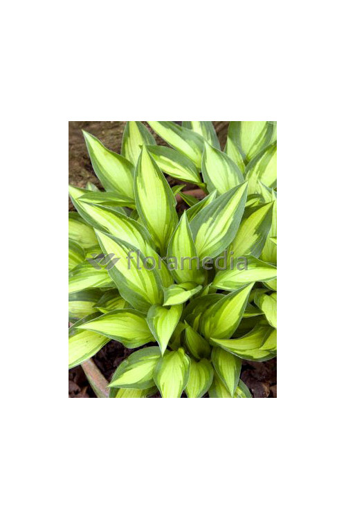 Funkia 'Lakeside Little Tuft' Hosta