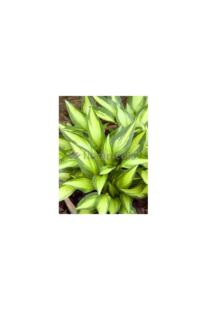 Funkia 'Lakeside Little Tuft' Hosta