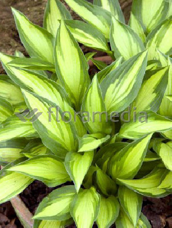 Funkia 'Lakeside Little Tuft' Hosta