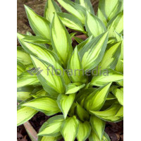 Funkia 'Lakeside Little Tuft' Hosta