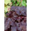 Żurawka 'Creole Nights' Heuchera