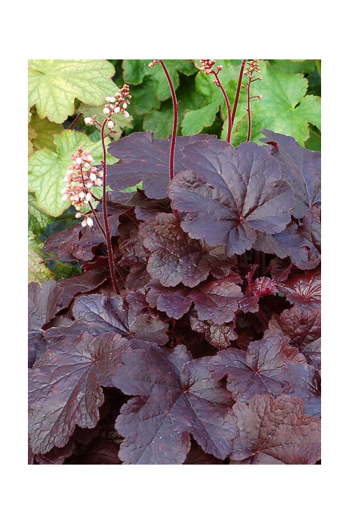 Żurawka 'Creole Nights' Heuchera