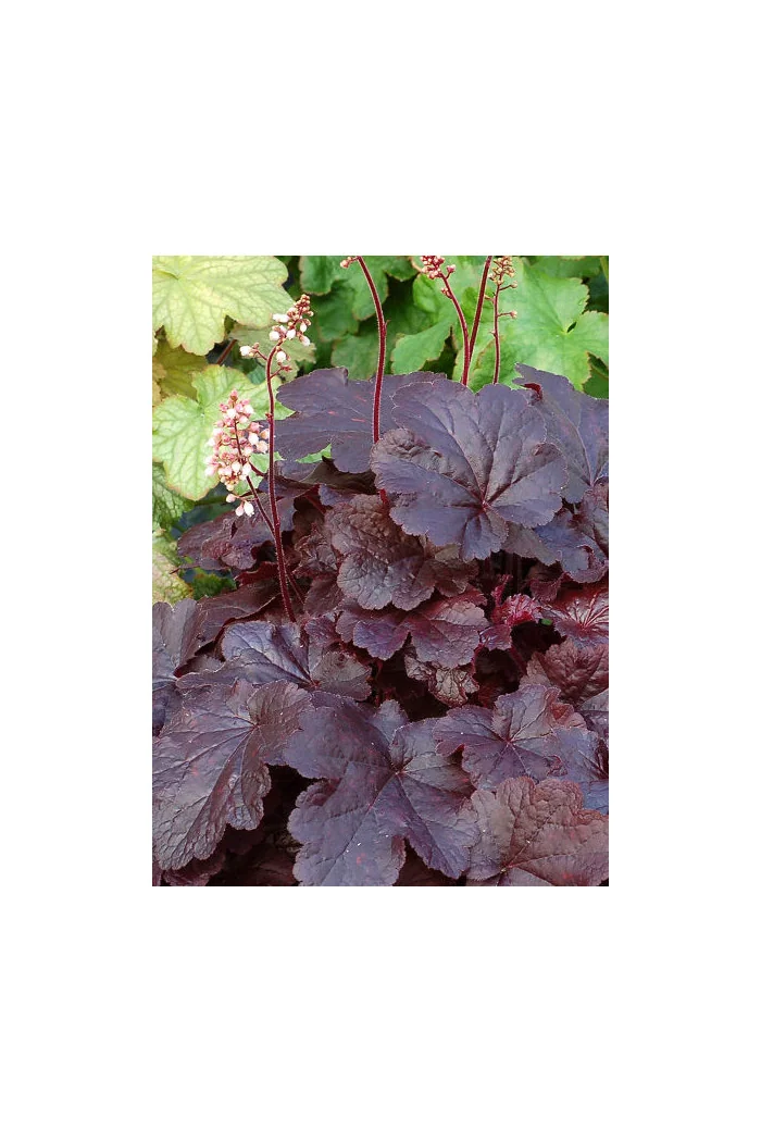 Żurawka 'Creole Nights' Heuchera